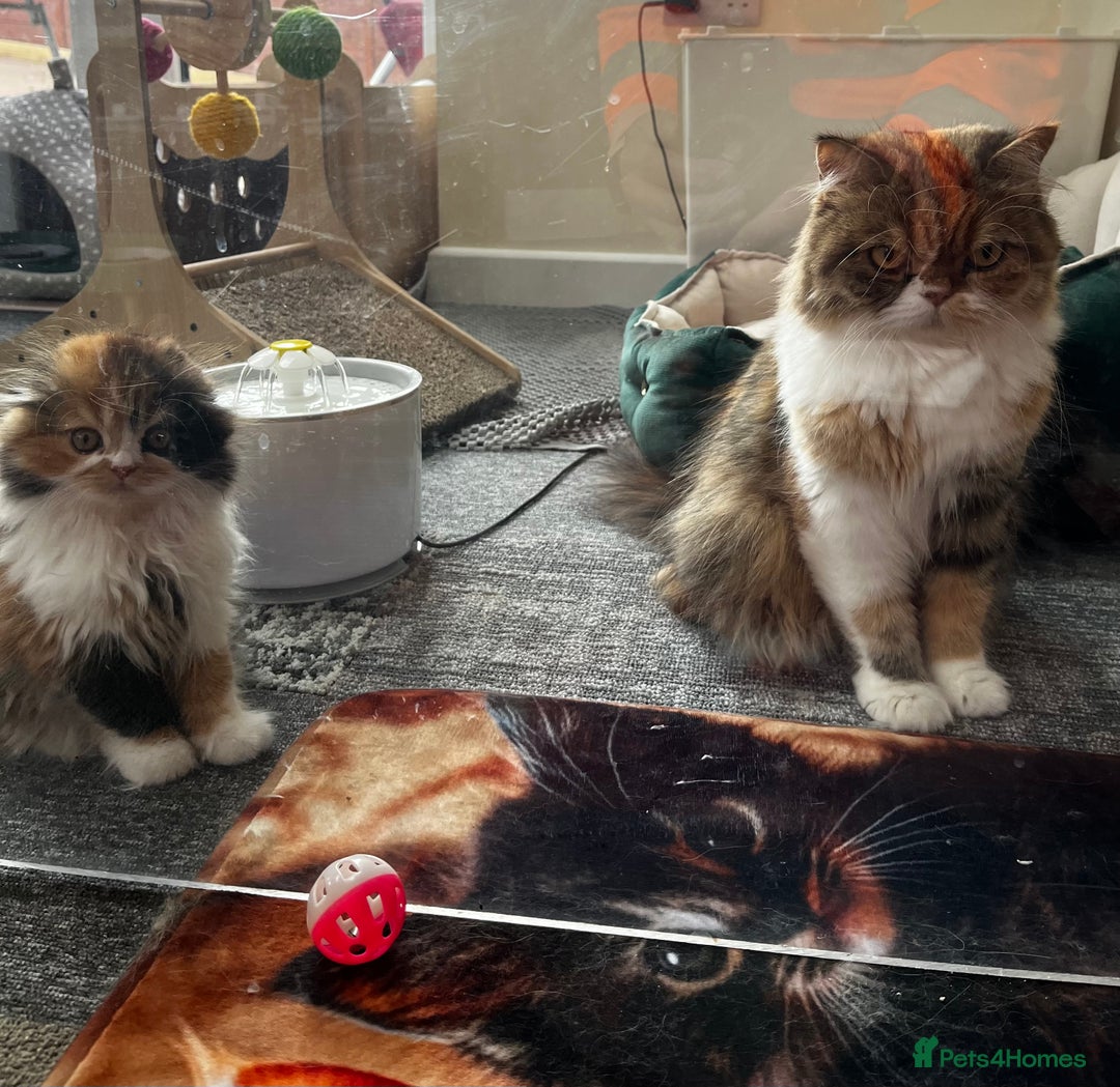 Scottish Fold cats for sale: TICA registered Scottish Fold Girl - Image 11