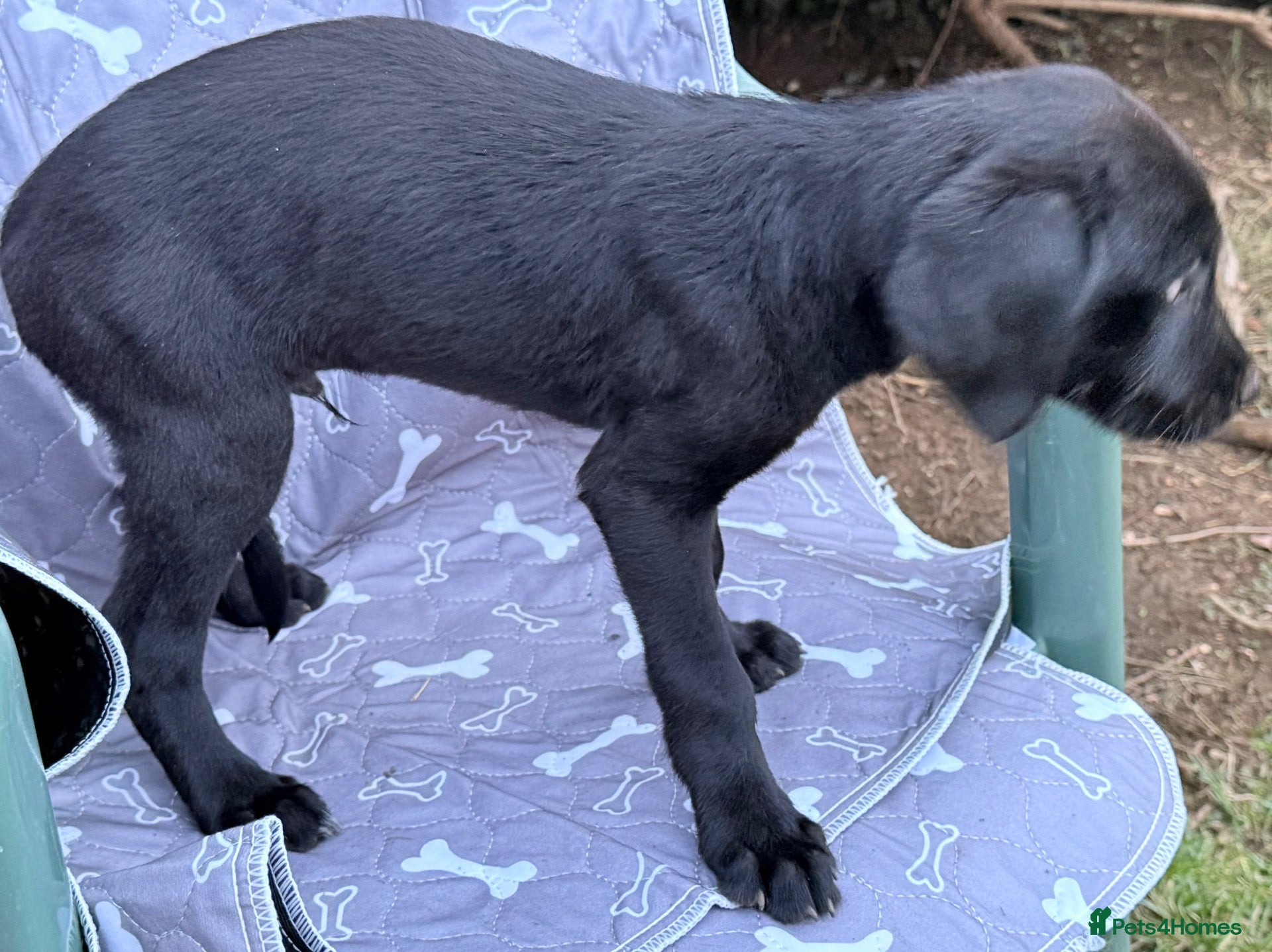 Mixed Breed dogs Adorable Mixed (Lurcher) Puppies. - Advert 2
