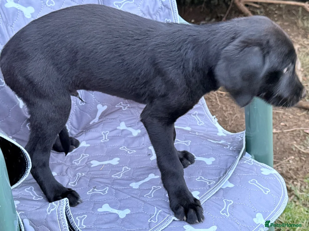 Mixed Breed dogs for sale: Adorable Mixed (Lurcher) Puppies. - Advert 2