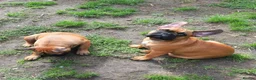 French Bulldog dogs for sale: Standard red fawn/pied French bulldog - Advert 3