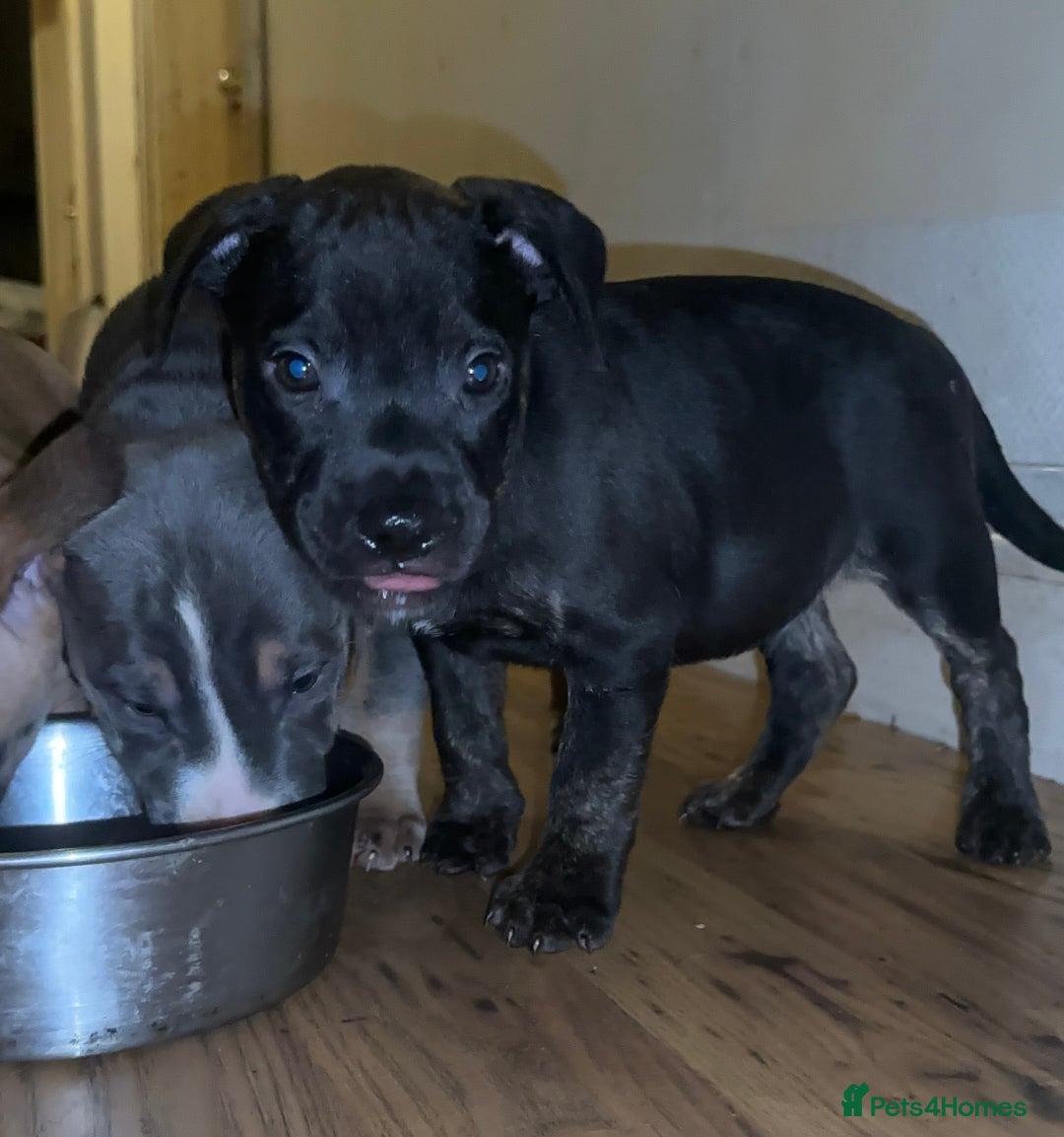 Staffordshire Bull Terrier dogs for sale: Staffy Brindle Black Boy London Staffordshire - Image 3