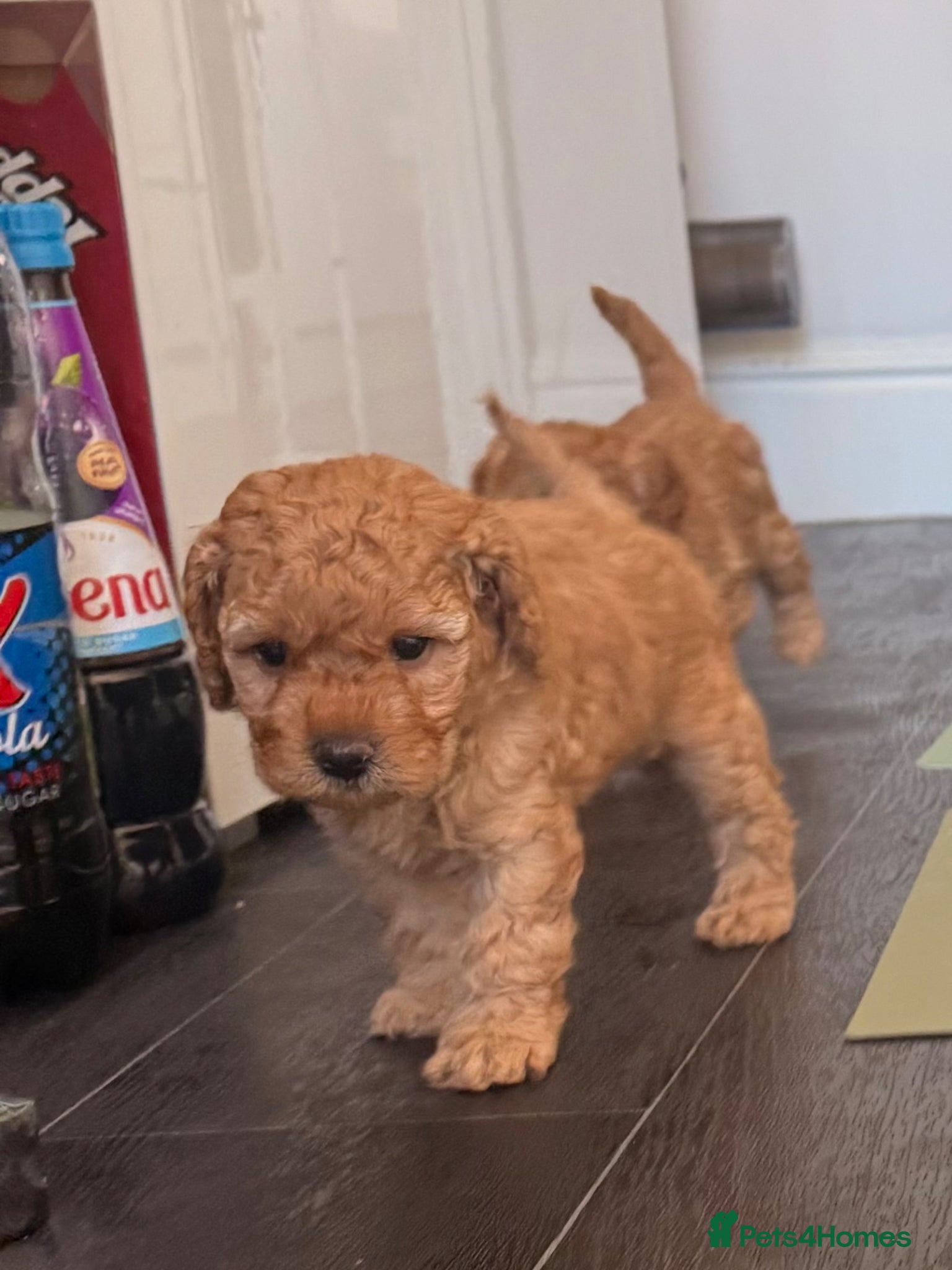 Cavapoo dogs Outstanding Cavapoo puppies - Advert 6