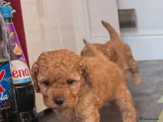 Cavapoo dogs Outstanding Cavapoo puppies - Advert 6