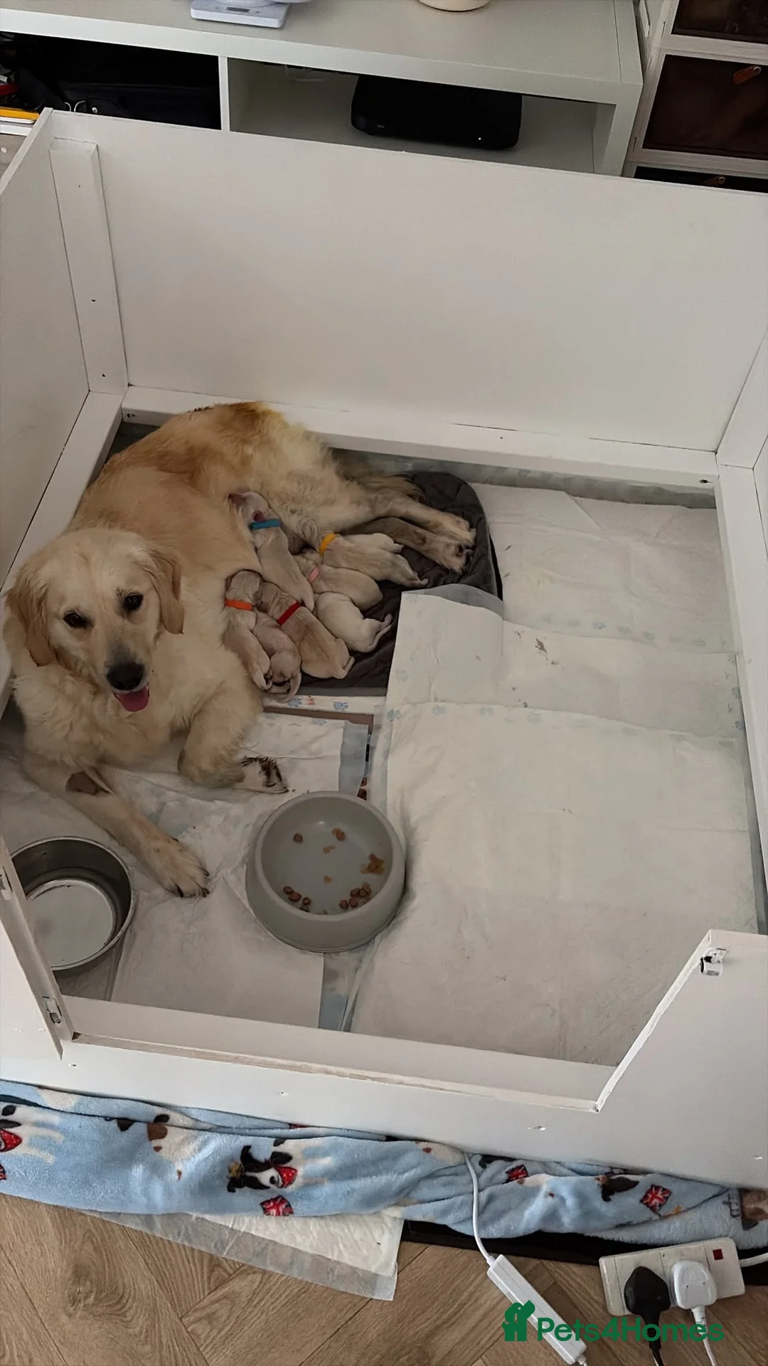 Goldendoodle dogs for sale: ESMES GOLDENDOODLES - Advert 1