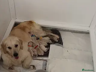 Goldendoodle dogs ESMES GOLDENDOODLES - Advert 1