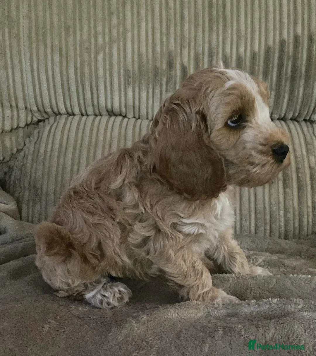 Cockapoo dogs for sale: Cockapoo Puppies – Looking for loving homes - Advert 7