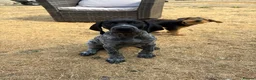 Cocker Spaniel dogs for sale: 11 week KC GERMAN SHORTHAIRED POINTER BOY - Advert 9