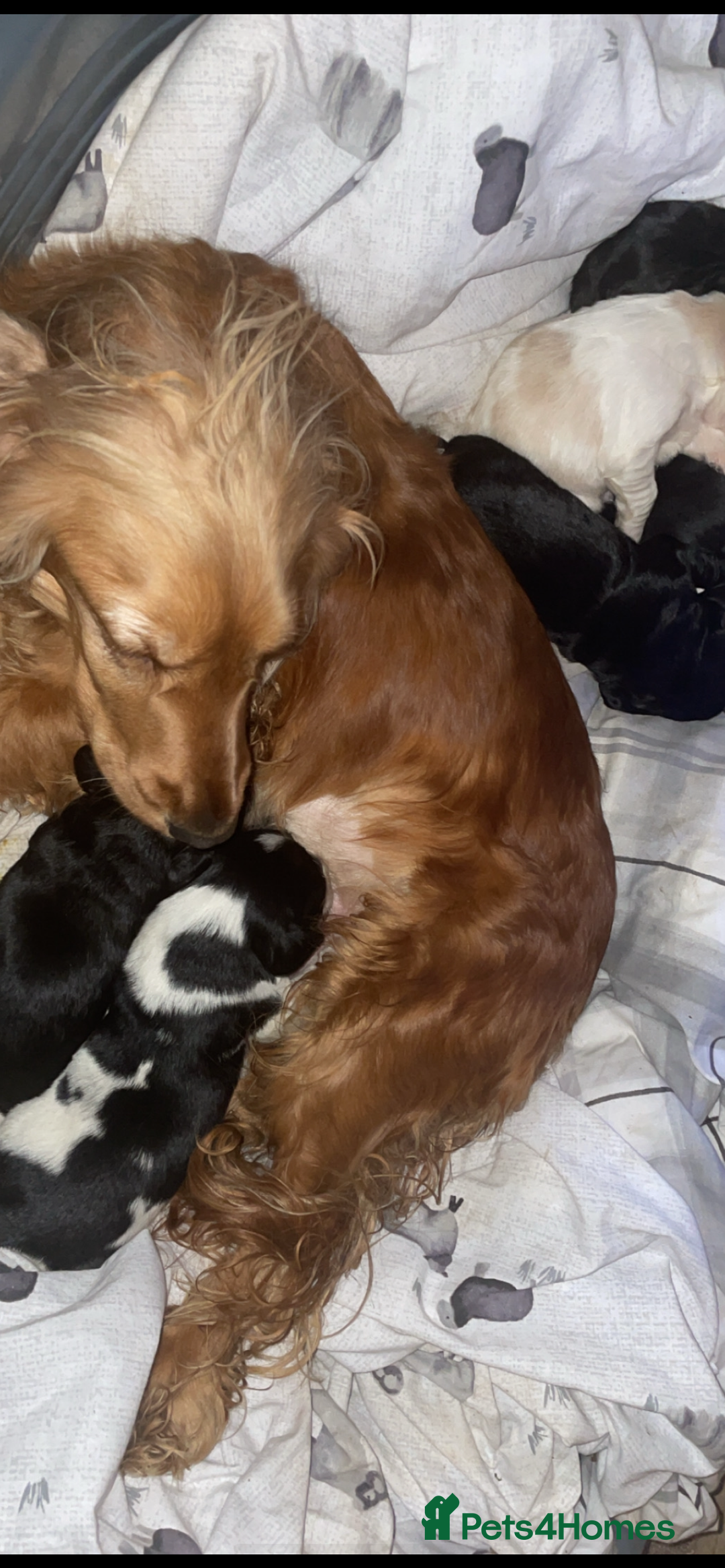 Cockerdor dogs for sale: Stunning show cocker spaniel cross Labrador puppys - Advert 9