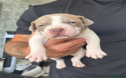 American Bull Staffy dogs for sale: 8 beautiful Amstaff puppies - Image 10