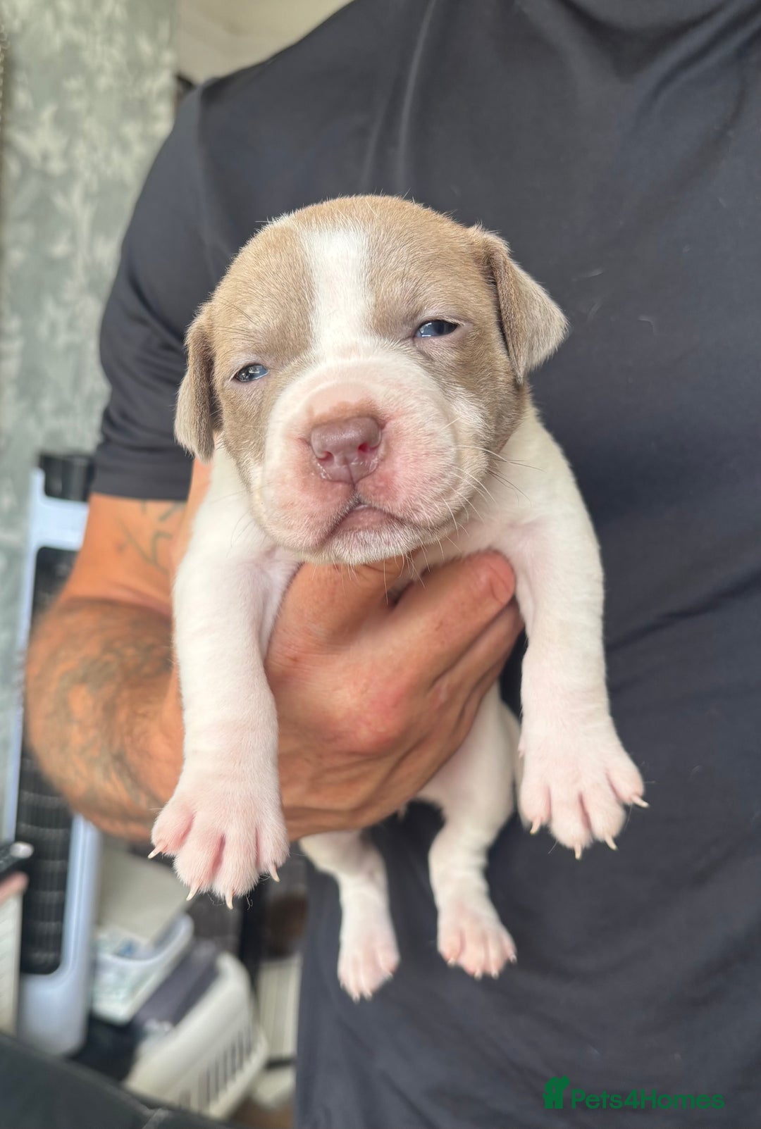 American Bull Staffy dogs for sale: 8 beautiful Amstaff puppies - Image 10