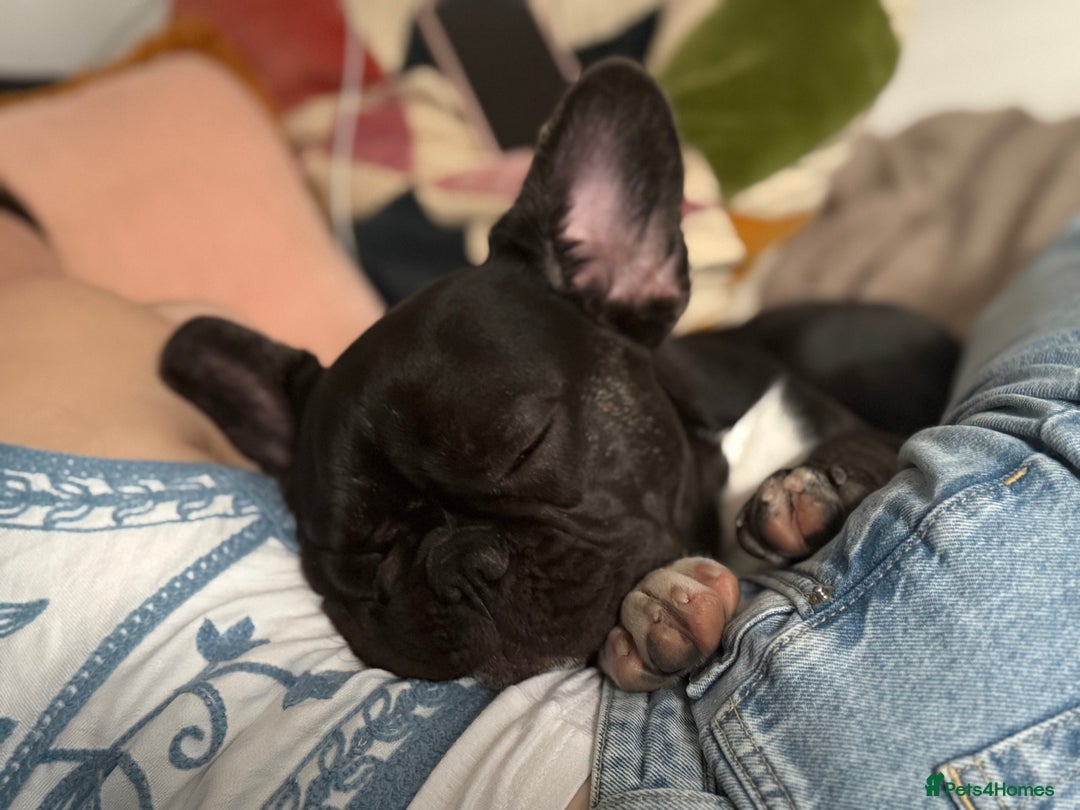 French Bulldog dogs for sale: 8 Month Old French Bulldog Puppy  in Saint Austell - Image 4