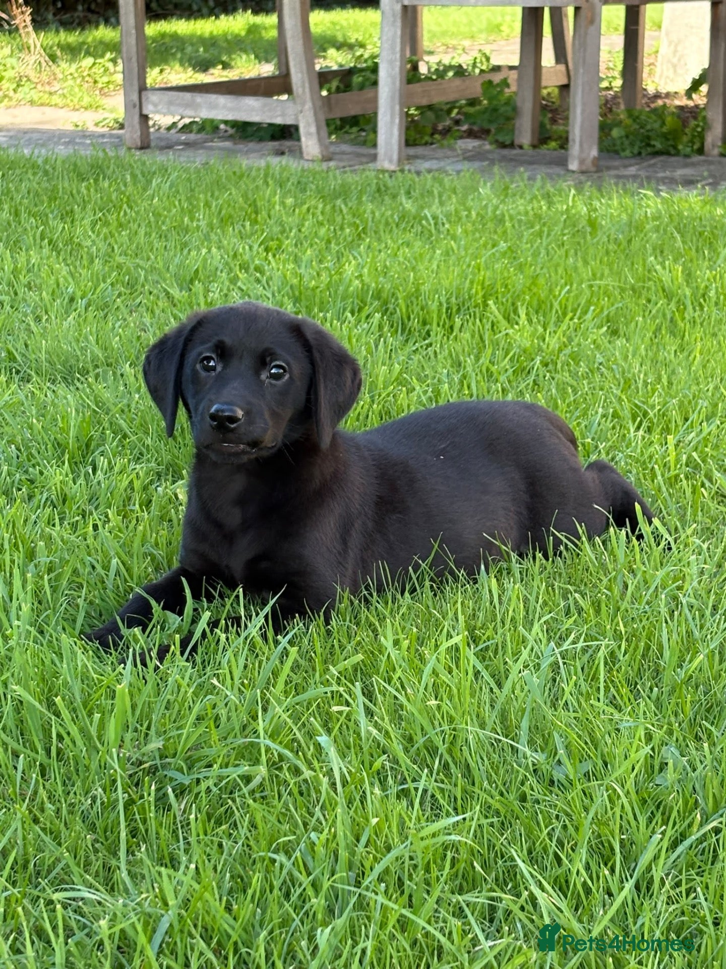 Labrador Retriever dogs for sale: Well bred KC Reg Labrador puppies - Advert 1