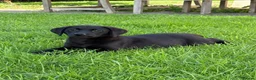 Labrador Retriever dogs for sale: Well bred KC Reg Labrador puppies - Advert 1