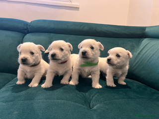 West Highland Terrier dogs ⭐️Show Quality Puppies⭐️ - Advert 3