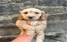 Cockapoo dogs for sale: BEAUTIFULL F1 COCKAPOOS - Image 16