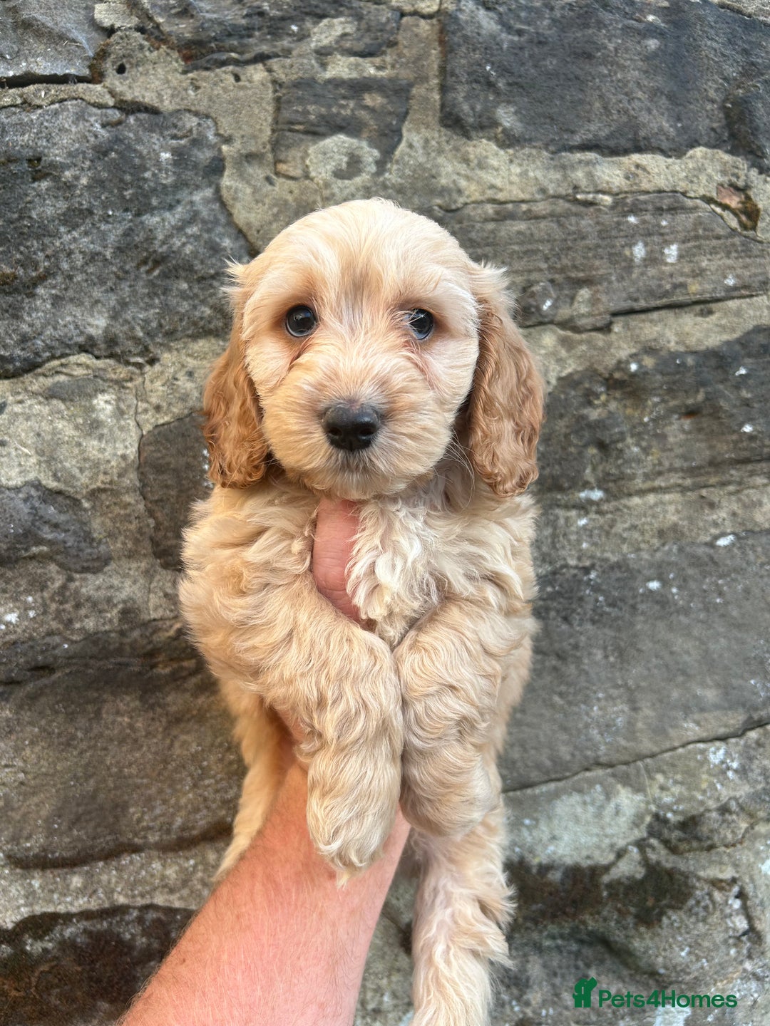 Cockapoo dogs for sale: BEAUTIFULL F1 COCKAPOOS - Image 16