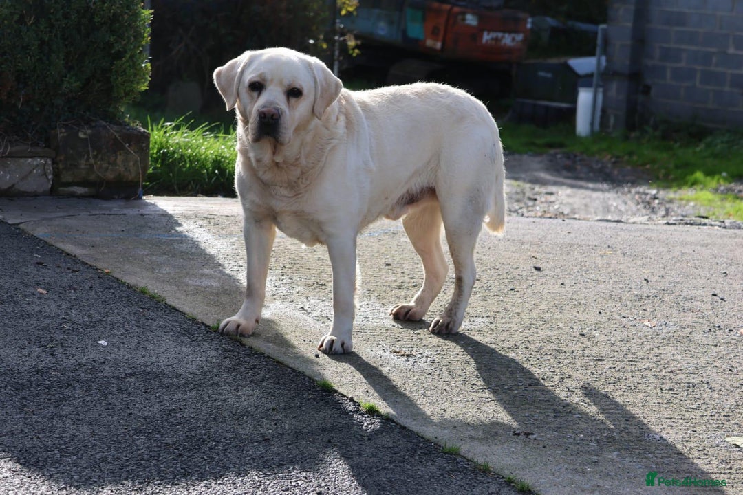 Golden Retriever dogs for sale: Health Tested, champion bloodlines Great with Kids - Advert 24