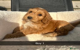 Cockapoo dogs for sale: Outstanding sable f1 Cockapoo puppies  - Image 3