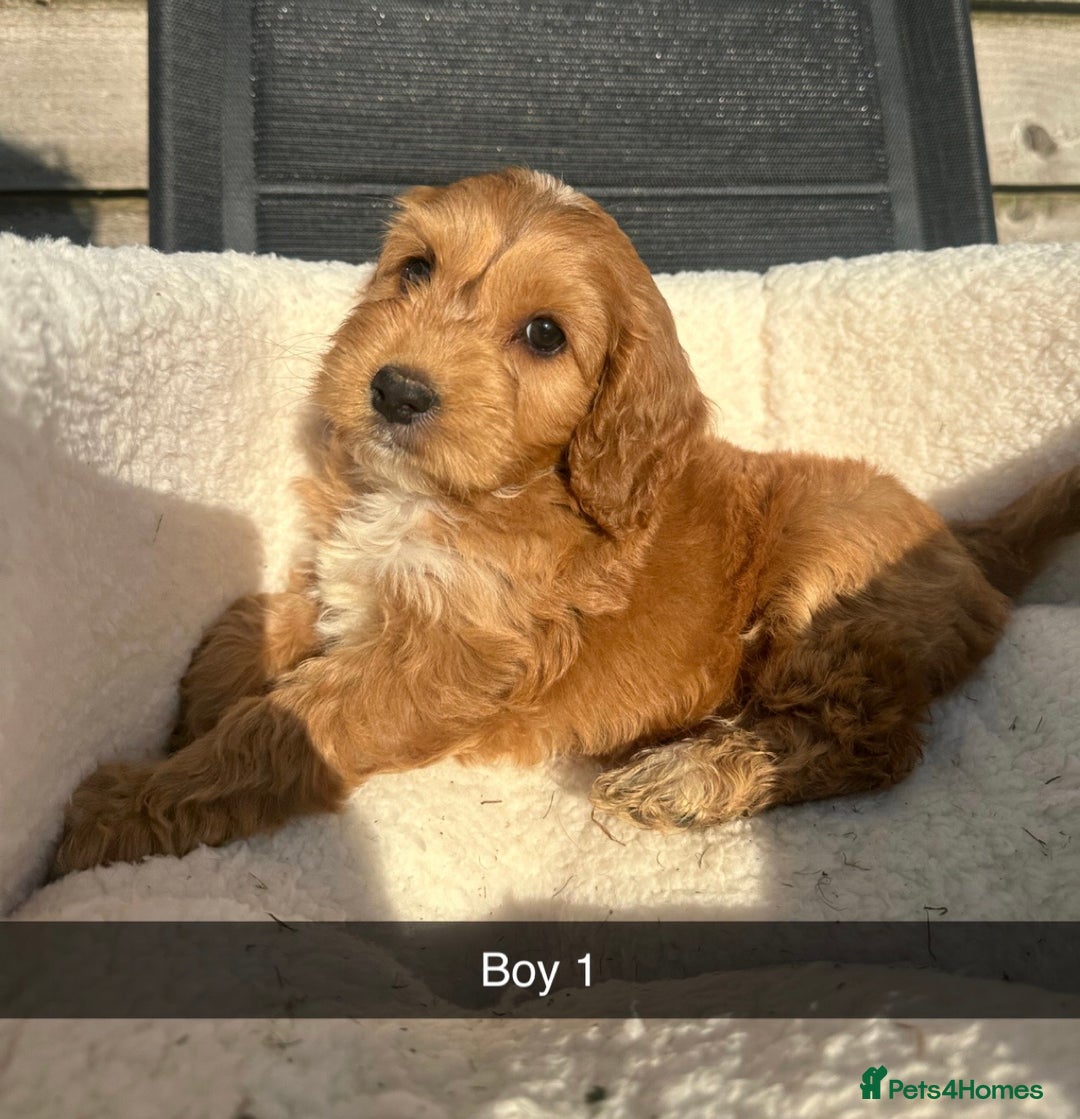 Cockapoo dogs for sale: Outstanding sable f1 Cockapoo puppies  - Image 3