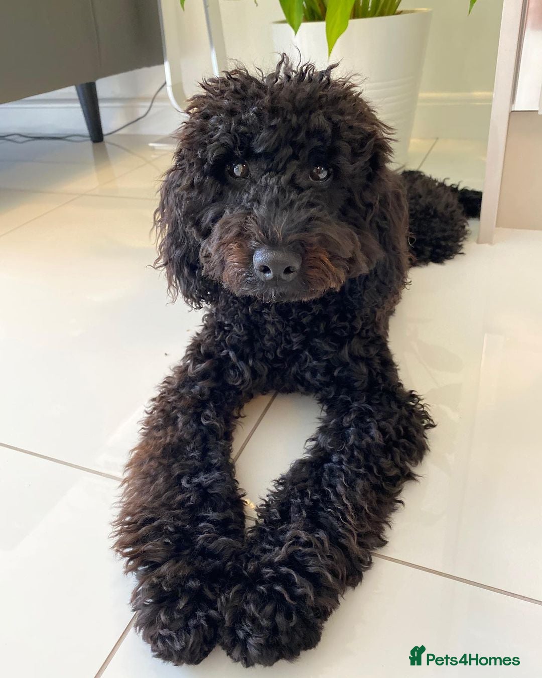 Miniature Poodle dogs for sale: Cute Miniature Poodle For Rehome - Advert 3