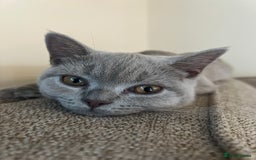 British Shorthair cats for sale: GCCF registered -Lilac British Shorthair Female - Image 4