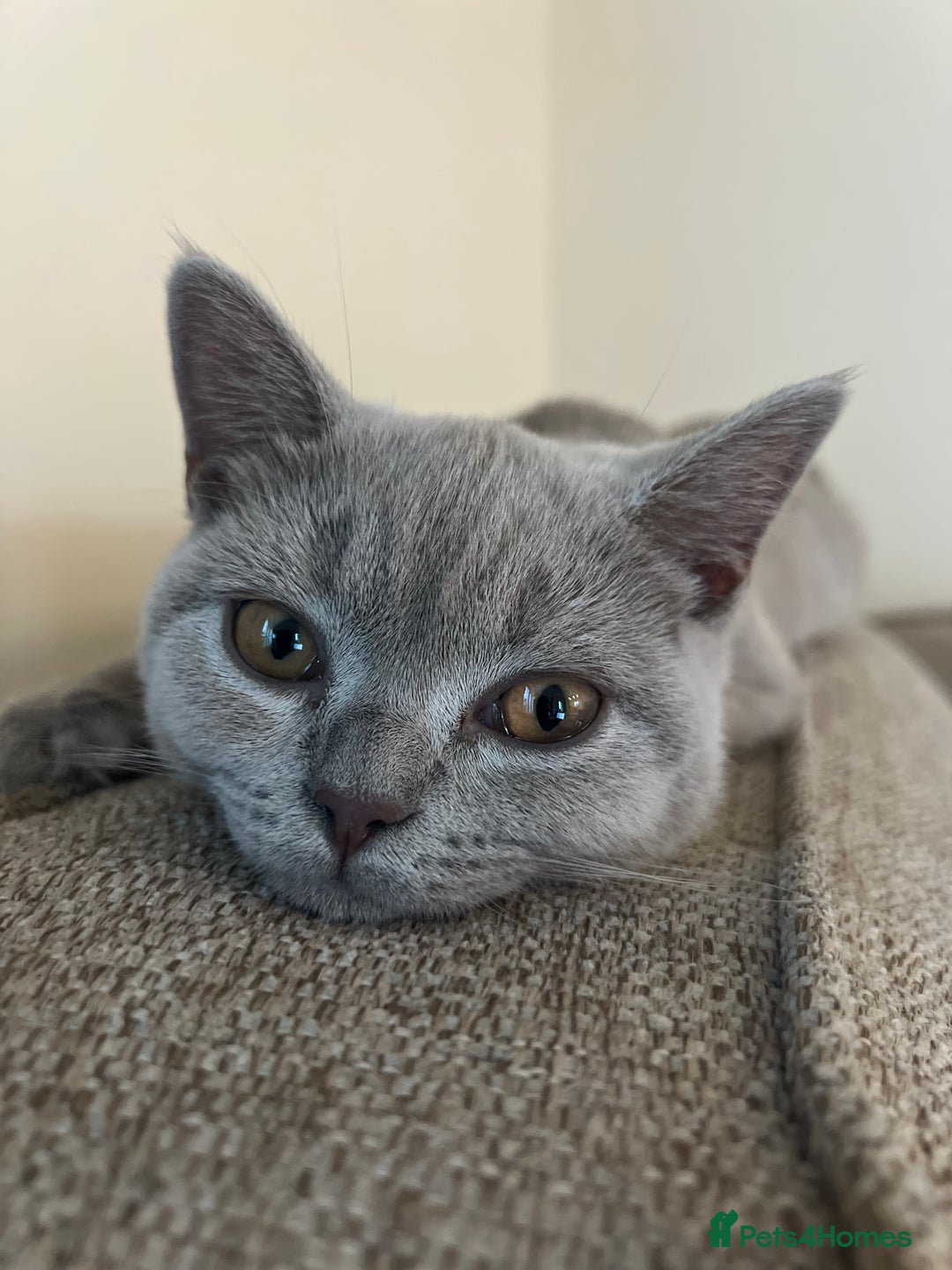 British Shorthair cats for sale: GCCF registered -Lilac British Shorthair Female - Image 4