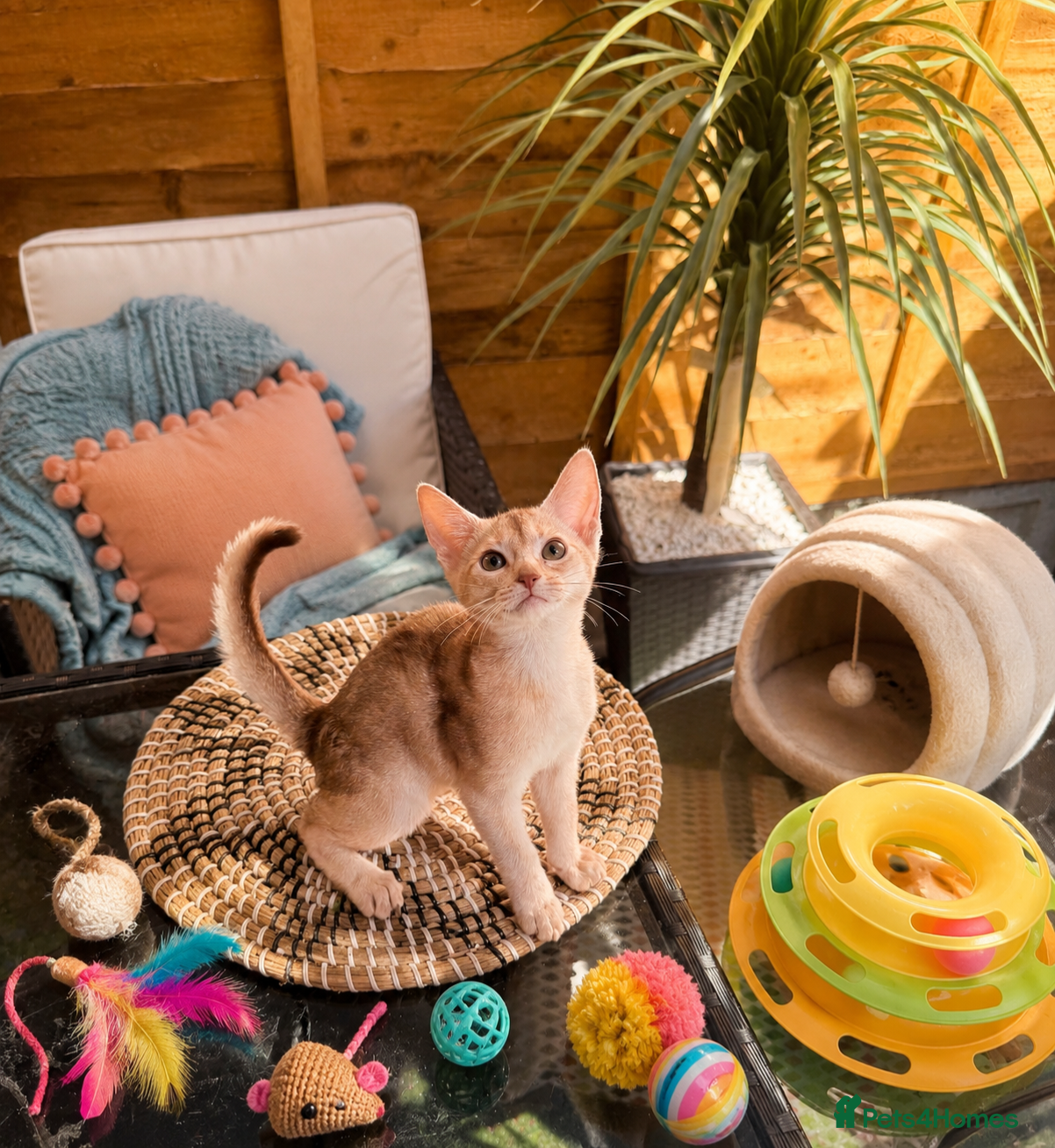 Abyssinian cats ❗️PRICE REDUCED ❤️🏆 Abyssinian Outstanding - Advert 1