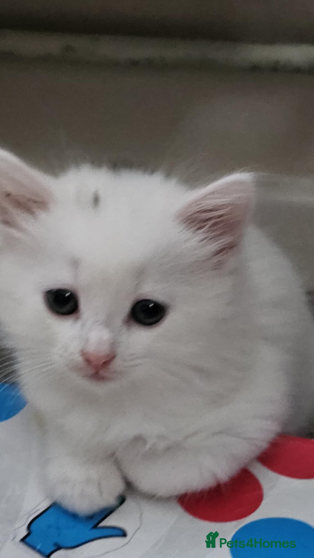 Mixed Breed cats for sale: 7 gorgeous cuties - Image 15