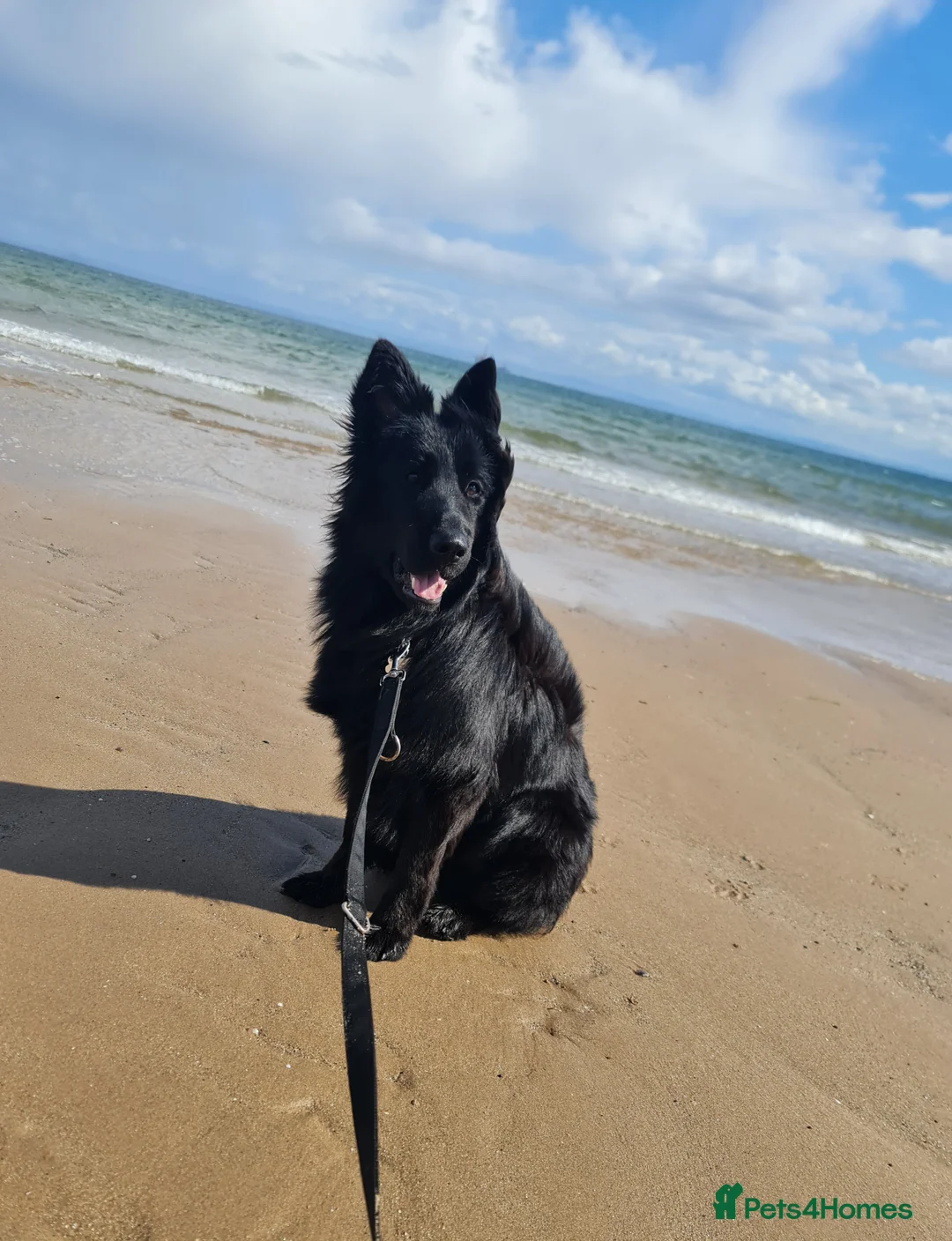 German Shepherd dogs for sale: Top Quality KC Black Long Hair German Shepherd  - Advert 3
