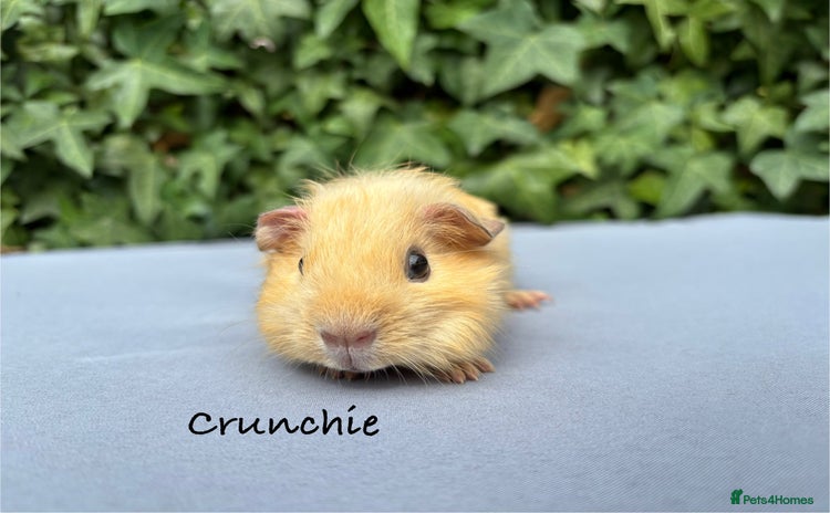 Guinea Pig rodents - Advert 5
