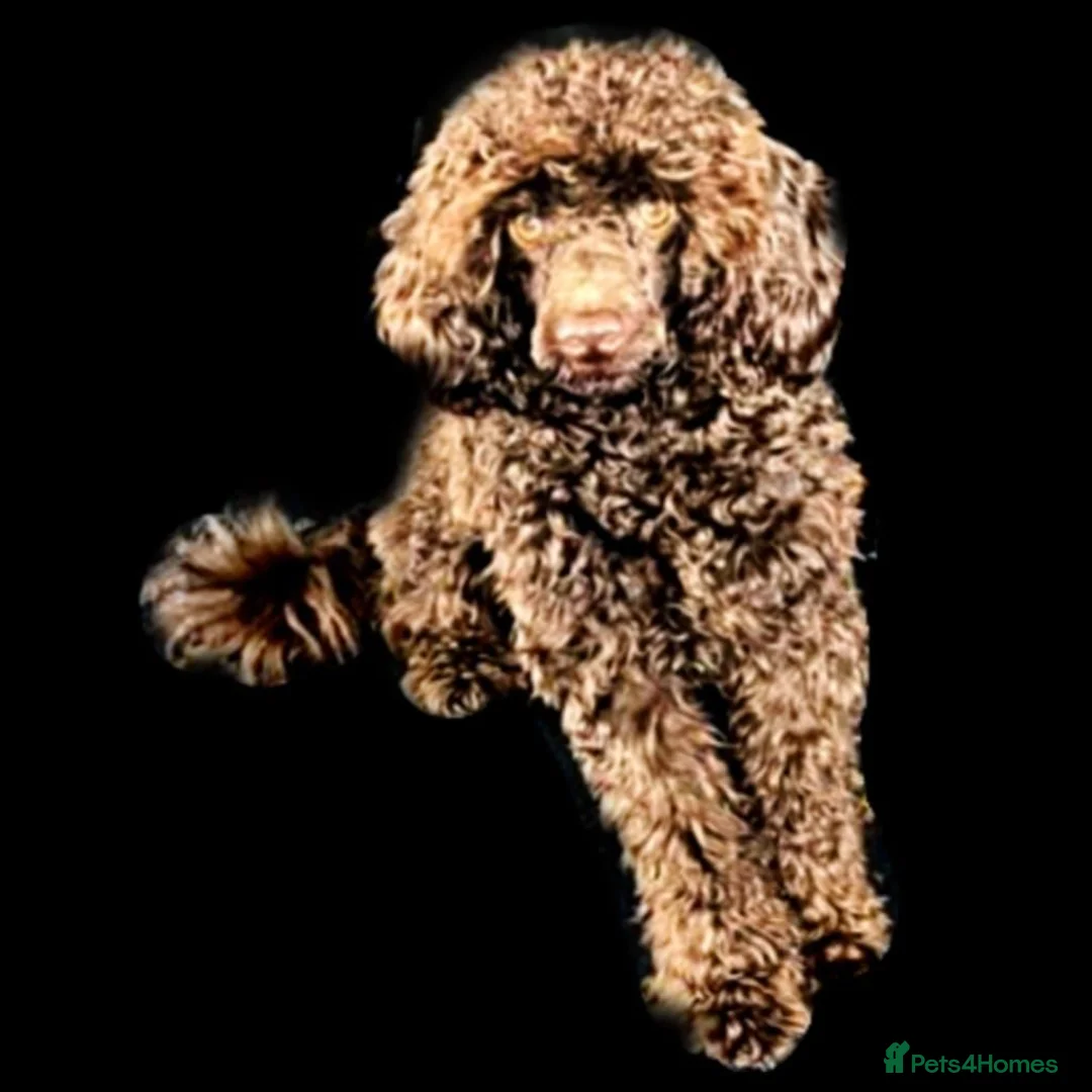 Miniature Poodle dogs for sale: Chocolate merl Miniature Poodle puppies in Buntingford - Advert 1