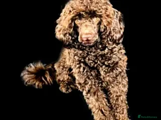 Miniature Poodle dogs Chocolate merl Miniature Poodle puppies - Advert 1