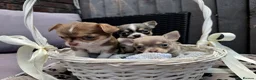 Chihuahua dogs for sale: 🐶Tiny exquisite RARE blue, Lilac & Chocolate Tri  - Advert 38