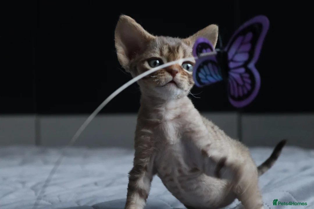 Devon Rex cats for sale: 🎉Beautiful, healthy and full pedigree Devon Rex🎉 - Advert 11