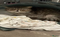 Exotic cats for sale: Exotic female 1 year - Image 2