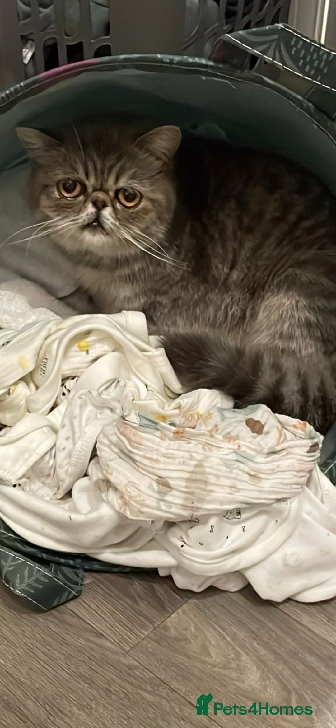 Exotic cats for sale: Exotic female 1 year - Image 2