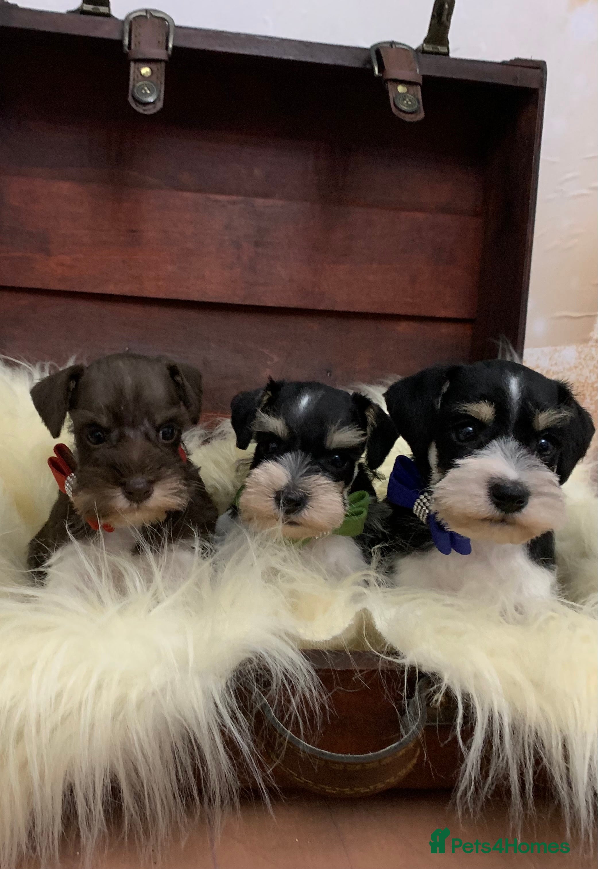 Miniature Schnauzer dogs 5* LICENSED. KC MINI ( TOY) SCHNAUZER LITTER - Advert 1