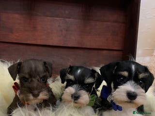 Miniature Schnauzer dogs 5* LICENSED. KC MINI ( TOY) SCHNAUZER LITTER - Advert 10