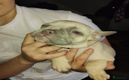 French Bulldog dogs for sale: Beautiful chunky Frenchies - Image 24