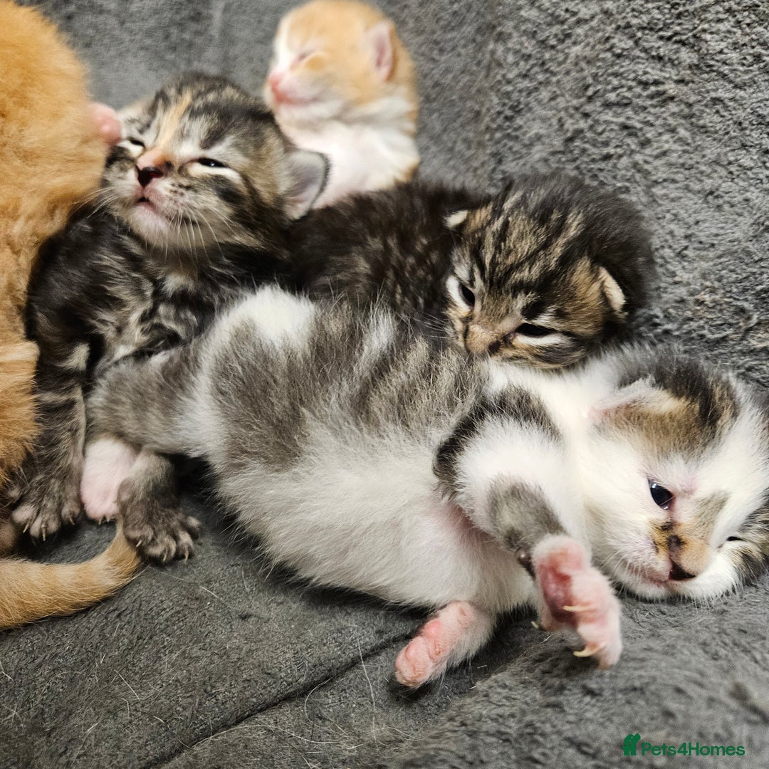 Mixed Breed cats for sale: GINGER GIRL AND TABBY BOY  - Image 7