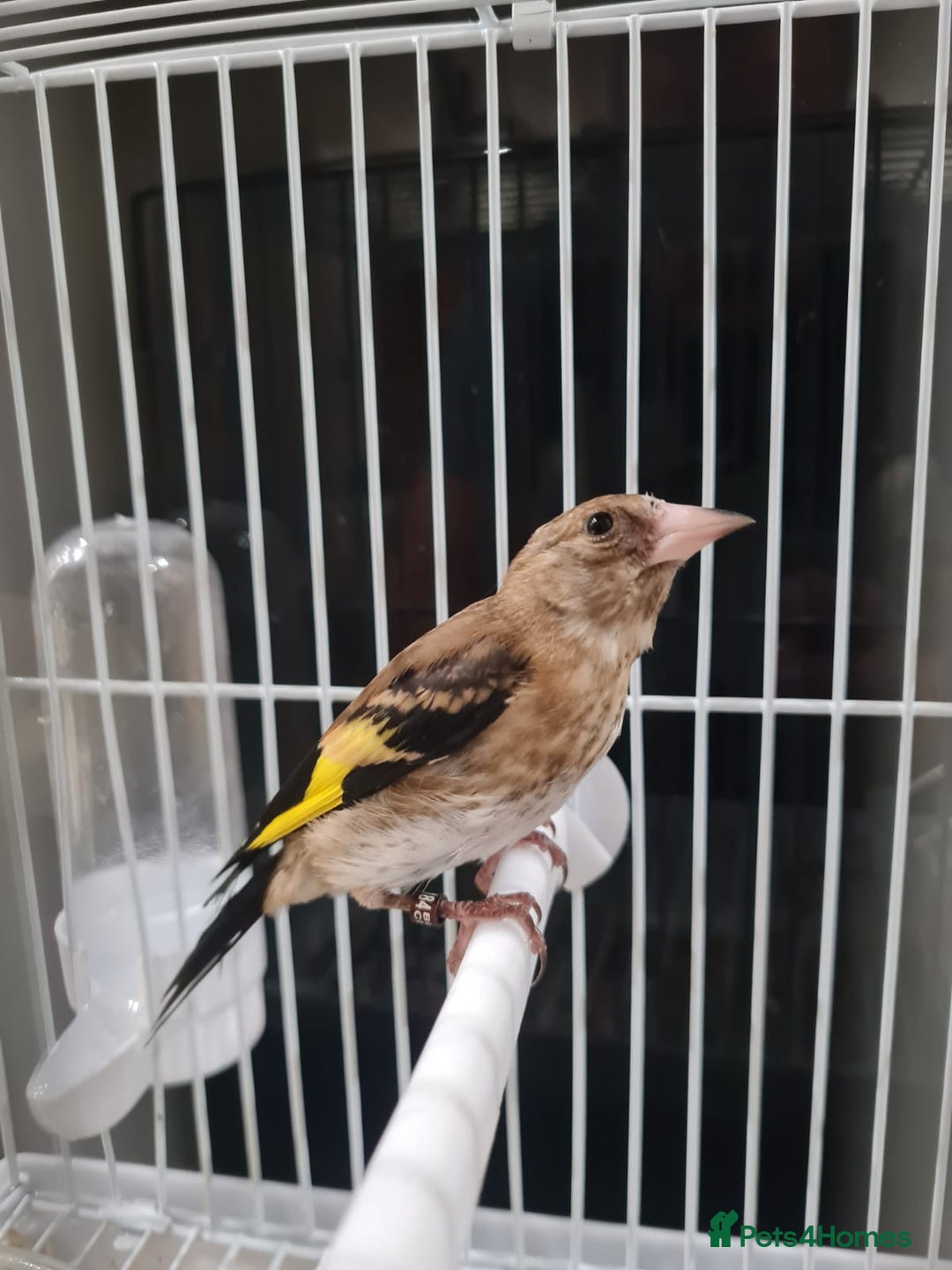 Finches birds for sale: Goldfinch young cockbird - Image 2