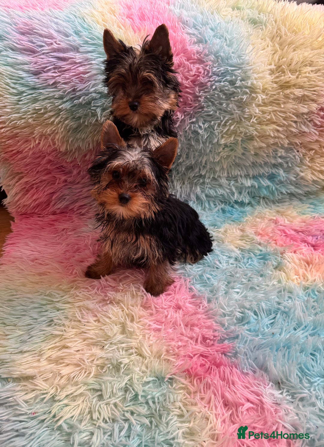 Yorkshire Terrier dogs for sale: Yorkshire terrier puppies  - Advert 5