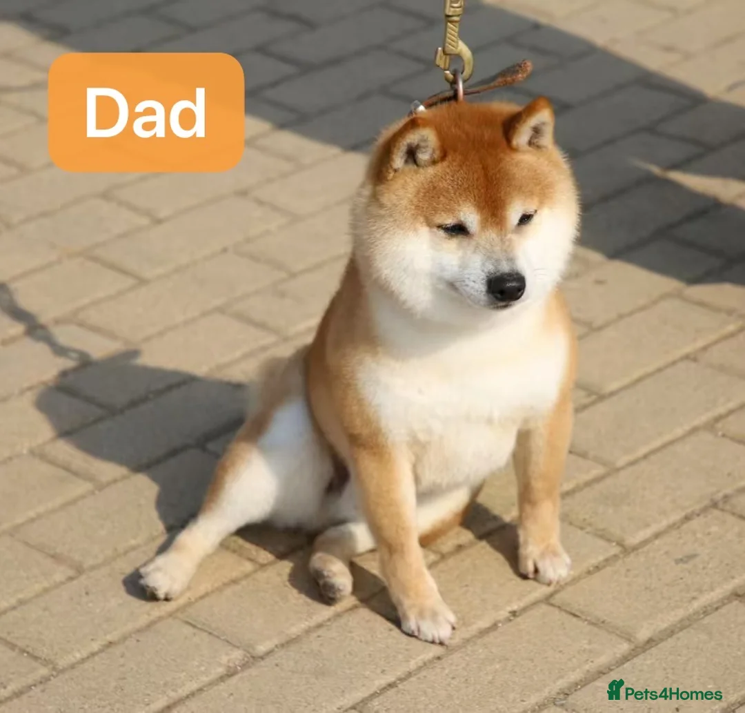 Japanese Shiba Inu dogs for sale: 👑 Japanese Championship Bloodline Mame Shiba in London - Advert 11