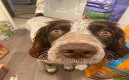 Cocker Spaniel dogs for stud: Crazy Cocker spaniel for studding. in Kettering - Image 17