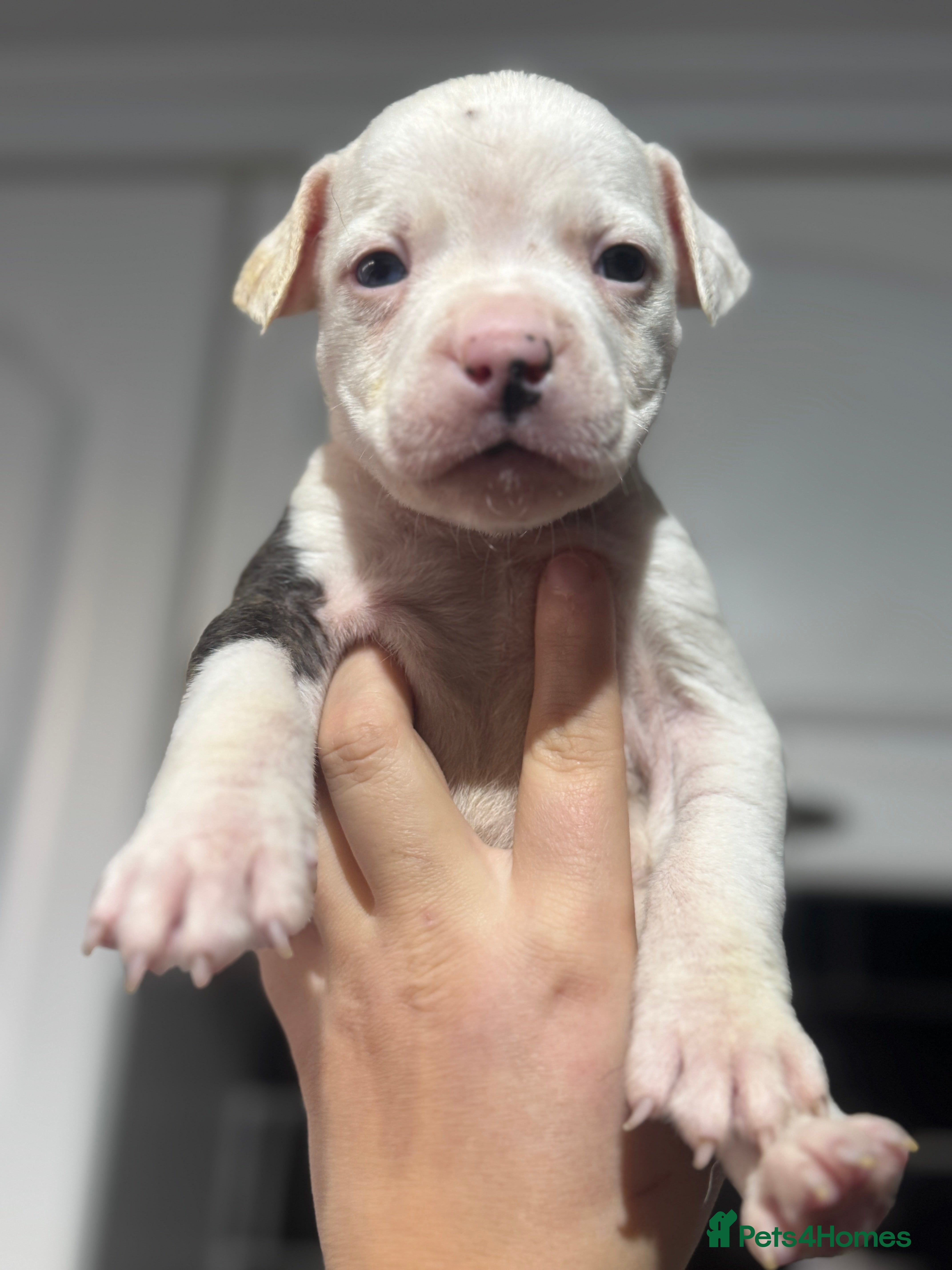 Mixed Breed dogs American bulldog cross Staffy pups - Advert 1