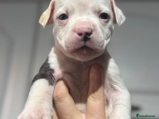 Mixed Breed dogs American bulldog cross Staffy pups - Advert 1