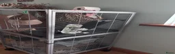 Rat rodents for sale: Two female rats and enclosure for sale  - Advert 3