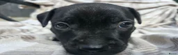 Staffordshire Bull Terrier dogs for sale: Staffy pups in Coleford - Advert 12
