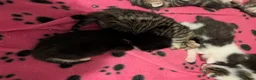 British Shorthair cats for sale: Litter of Seven 💙🤍 - Advert 14