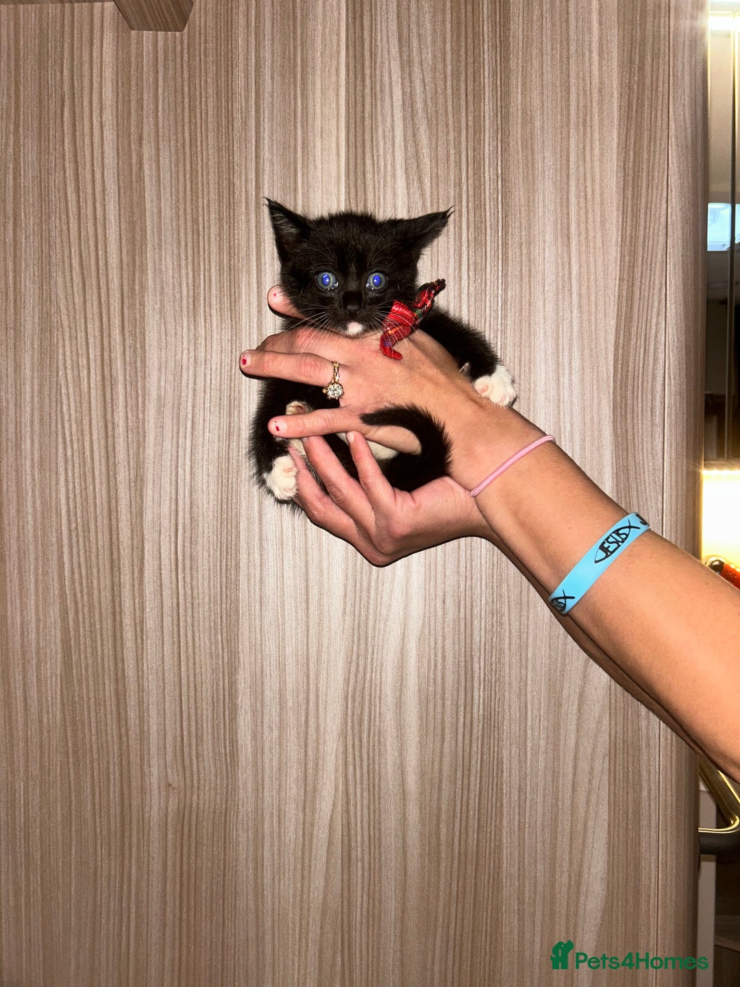 Siamese cats for sale: Tiny🥹half siamese kittens for sale ready to leave - Image 3